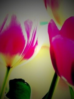 Тюльпаны обои