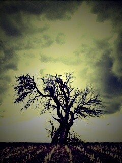 Мертвое дерево обои