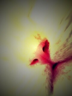 Кошачья мордочка обои