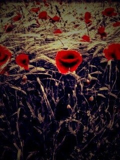 Красные маки обои