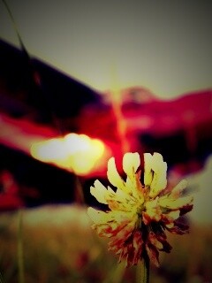 Цветок и красный самолет обои