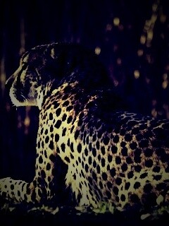 Гепард обои