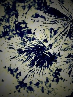 Хвойная ветка обои