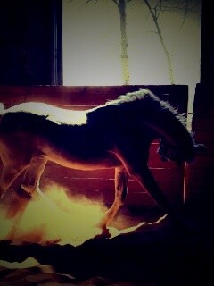 Белая лошадь в загоне обои