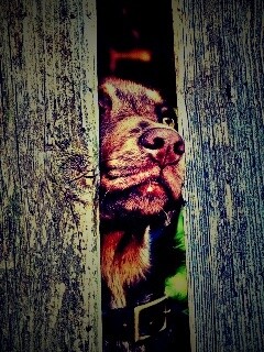 Собака выглядывает из-за забора обои