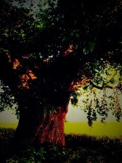 Старый дуб обои