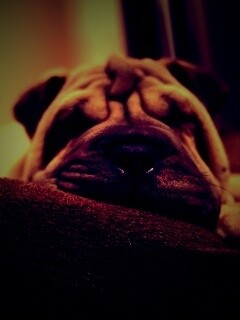 Щенок шарпея спит обои