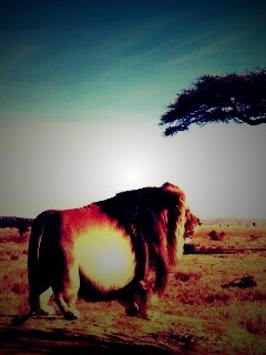 Толстый лев обои