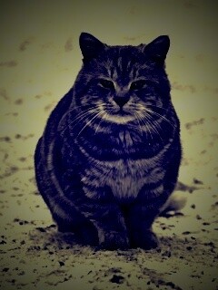 Тяжелый взгляд котэ обои