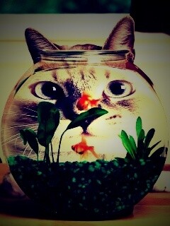 Сферический код за аквариумом обои