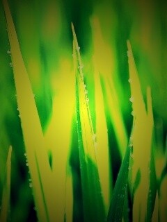 Яркая зеленая трава обои
