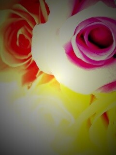 Букет разноцветных роз обои