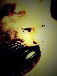 Кот-меломан обои