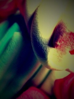 Кручёный зефир обои