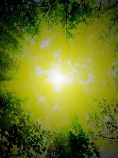 Яркий зеленоватый свет пробивающийся сквозь листву обои