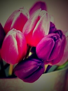 Розовые и фиолетовые тюльпаны обои