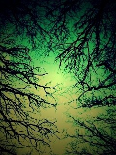 Голые кроны деревьев на фоне неба обои