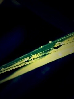 Капли росы на листе обои