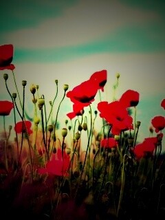 Цветущие маки обои