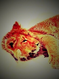 Львёнок в снегу обои