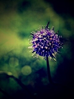 Цветок в макро обои