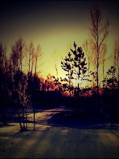 Зимний лес обои