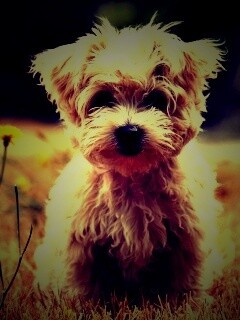 Щенок болонки обои