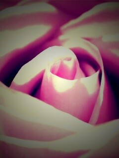 Фиолетовая роза макро обои