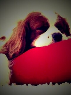 Спящий щенок на красной подушке обои