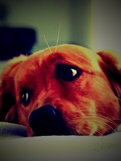 Лабрадор-ретривер обои