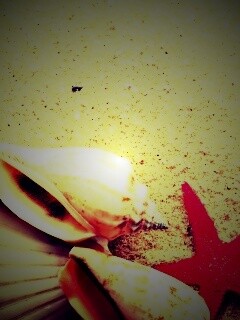 Морские раковины и звезды обои