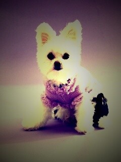 Собачка в свитере обои