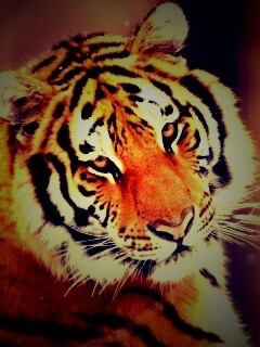 Тигр оборачивается обои