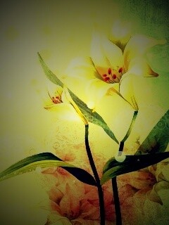 Красивое изображение лилии обои