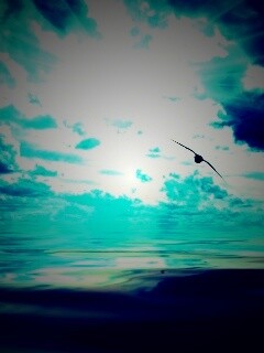 Лети как птица над волнами обои