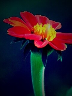 Красивый красный цветок обои