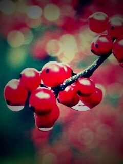 Капли росы на ягодах рябины обои