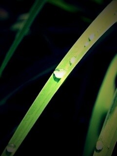 Капли росы на траве обои