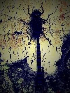 Стрекоза на дереве обои