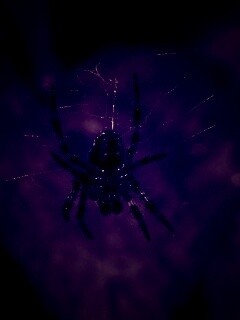 Паук на паутине обои