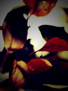 Увядающие листья обои