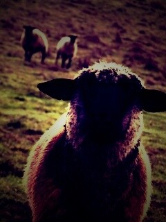 Овцы на пастбище обои