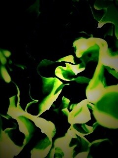 Зеленая листва обои