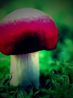 Грибок с красной шапкой обои