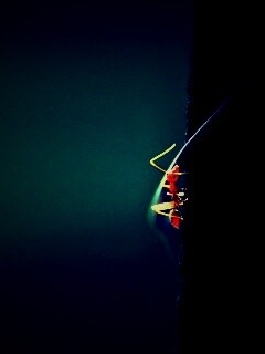 Муравей-пожарник обои