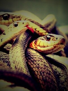 Клубок змей обои