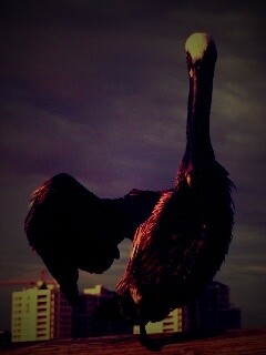 Привет, пеликан! обои