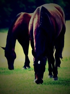 Время пощипать травку обои