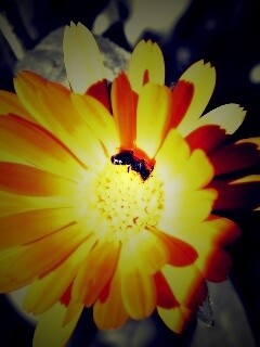 Оса на цветке обои