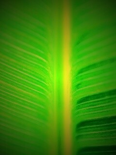 Макро фото листа обои